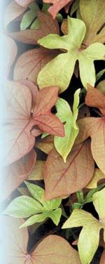 'Sweet Caroline Bronze'