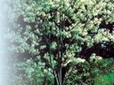 'Amelanchier' Photo by JC Raulston