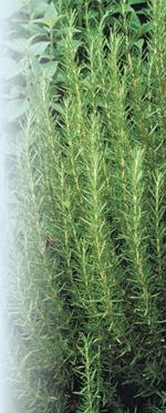 Rosemary Photo by Robert E. Lyons