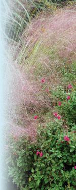 Muhlenbergia capillaris Robert E. Lyons ©