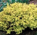 'Gold Mound' SpireaPhoto by Robert E. Lyons