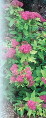 'Goldflame' SpireaPhoto by Robert E. Lyons