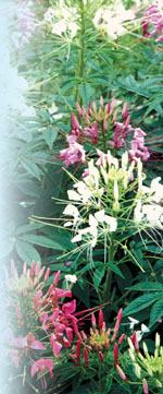 'Sparkler Mix' CleomePhoto by Robert E. Lyons