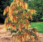 SourwoodPhoto by Robert E. Lyons 