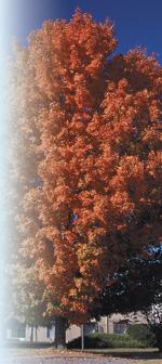 Acer saccharumPhoto by Todd Lasseigne