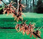 Witchhazel
