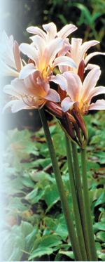 Lycoris squamigera Photo by Robert E. Lyons