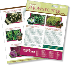 Showstopper-FlyerFrontBack