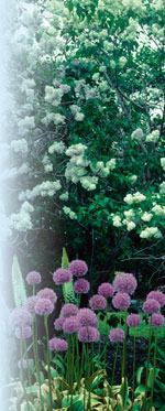 Syringa vulgaris J.C. Raulston ©