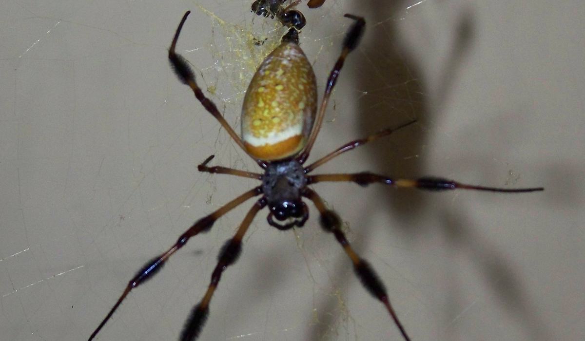 Spiders... Big Spiders... Oh My! - Onslow County Center | N.C ...