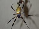 golden silk spider