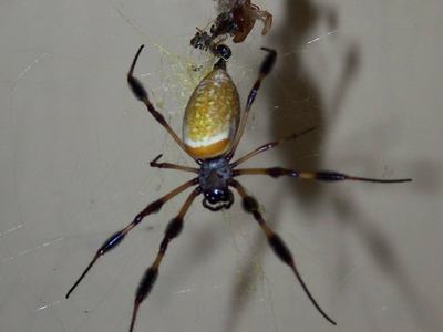 golden silk spider