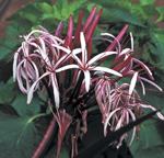 C. procerum 'Splendens'Photo by Robert E. Lyons