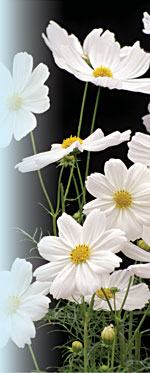 Cosmos bipinnatusRobert E. Lyons ©