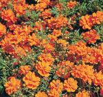 AAS Winner Cosmos 'Cosmic Orange'Robert E. Lyons ©