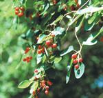 'A. x spicata' Photo by Todd Lasseigne