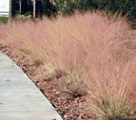 Muhlenbergia capillaris Robert E. Lyons ©