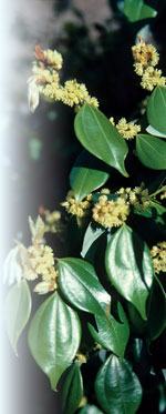 Lindera strychnifolia JC Raulston ©