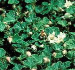 'Emerald Carpet' Robert E. Lyons©