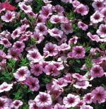 'Suncatcher Pink Vein'Photo by Robert E. Lyons