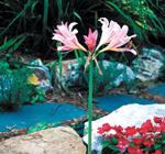 Lycoris squamigera Photo by Robert E. Lyons