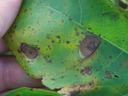 target leaf spot