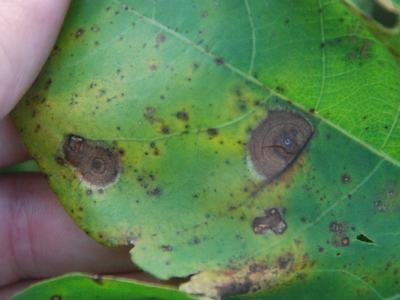target leaf spot