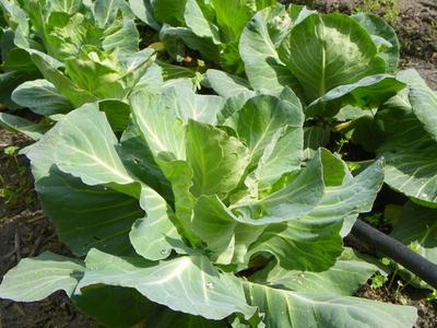 Green cabbage plants growing in a garden bed with soil and irrigation tubing