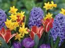 Mixed spring flowers: purple hyacinths, yellow daffodils, red-white tulips, purple crocuses