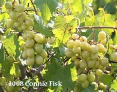 An example of the Doreen cultivar