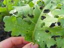 Hand holding a green leaf with multiple insect-chewed holes