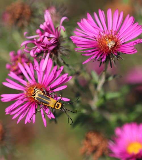 September Ruby' aster
