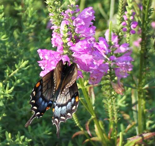 obedient plant