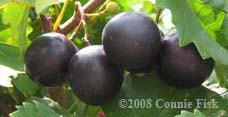 Jumbo