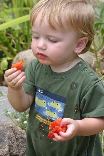 Child eating a tomato