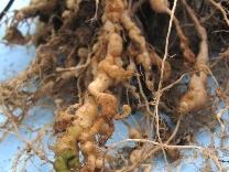 Plant roots with numerous swollen nodules along fine rootlets
