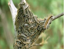 Tent caterpillars nest