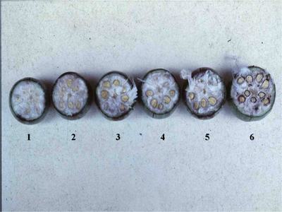 Six numbered lotus root cross-sections (1–6) showing internal seed cavities and fibers
