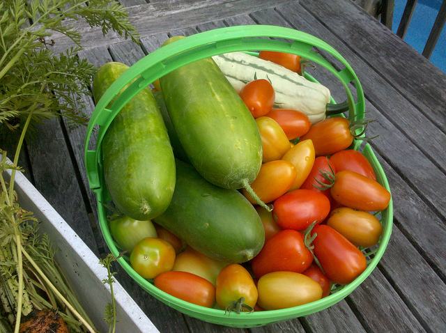 Cucumbers and Tomatoes from the garden, photo by Lucy Bradley