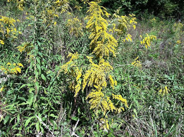 Goldenrod_in_BloomBuncombeCountyJamesWade