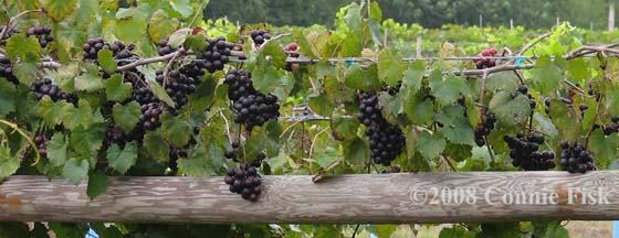 noble grape strand along vine