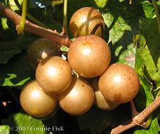 Carlos cultivar
