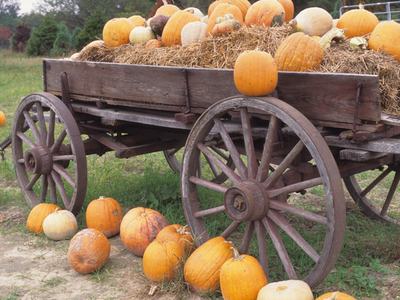 Wooden wagon loaded with hay and pumpkins, pumpkins scattered on the ground