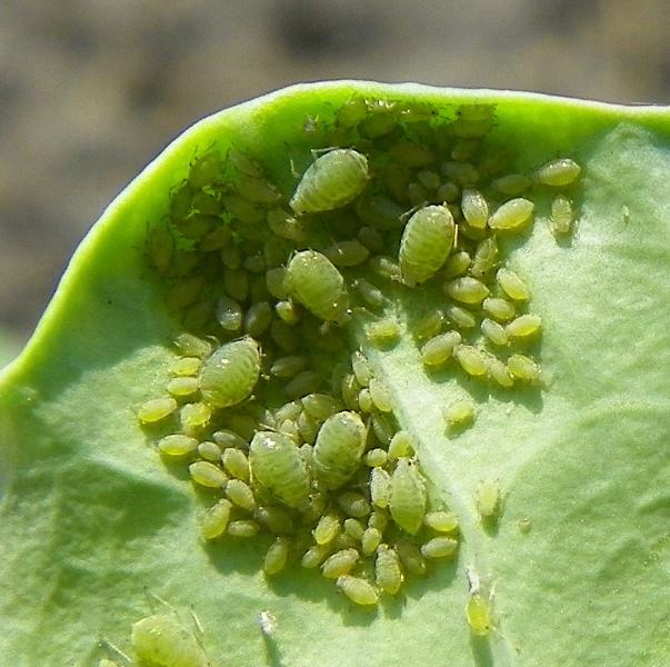 aphids