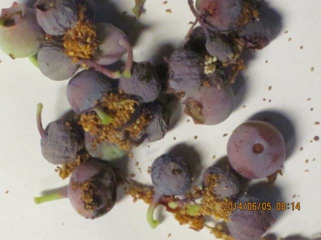 Damaged cranberry fruit