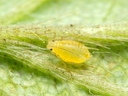 Yellow aphid on green leaf surface, lateral view