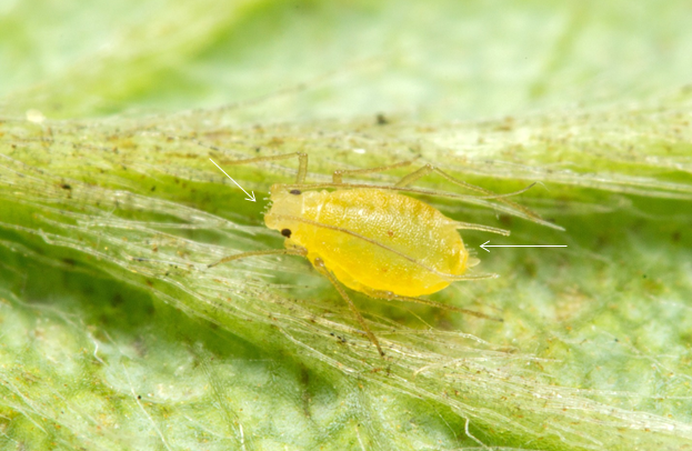 Chaetosiphon minor collected on strawberries in Raleigh, NC. The white arrows point toward the clubbed hairs on the head and abdomen. Photo: Matt Bertone.