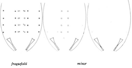 Differences in hairs on the abdomens of the strawberry aphid (C. fragaefolii) and C. minor. Notice that some C. minor have a row of simple hairs down the abdomen and some have none. Image: G. A. Schafers (1960)