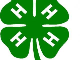 4-H Clover