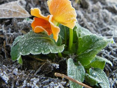 Pansy plant covered in frost.